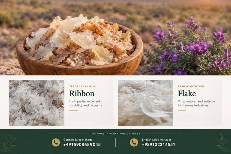Iranian Tragacanth Export to Germany | Pars Ketira(+989130358741)
