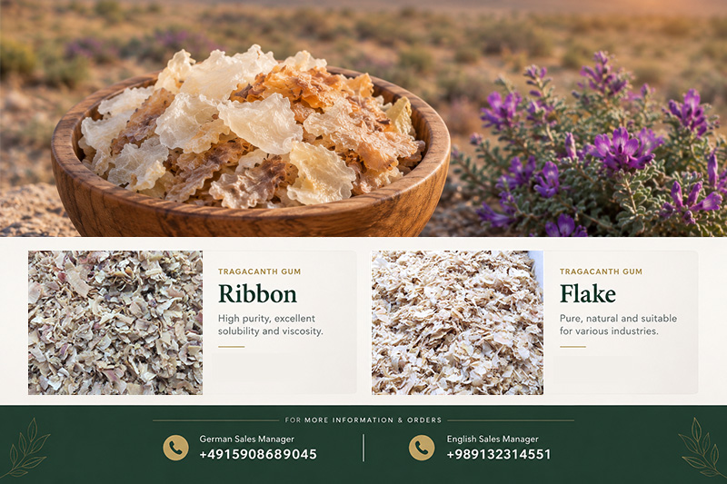 Tragacanth Gum: A Buyer’s Guide for German Importers | Pars Ketira(+989130358741)