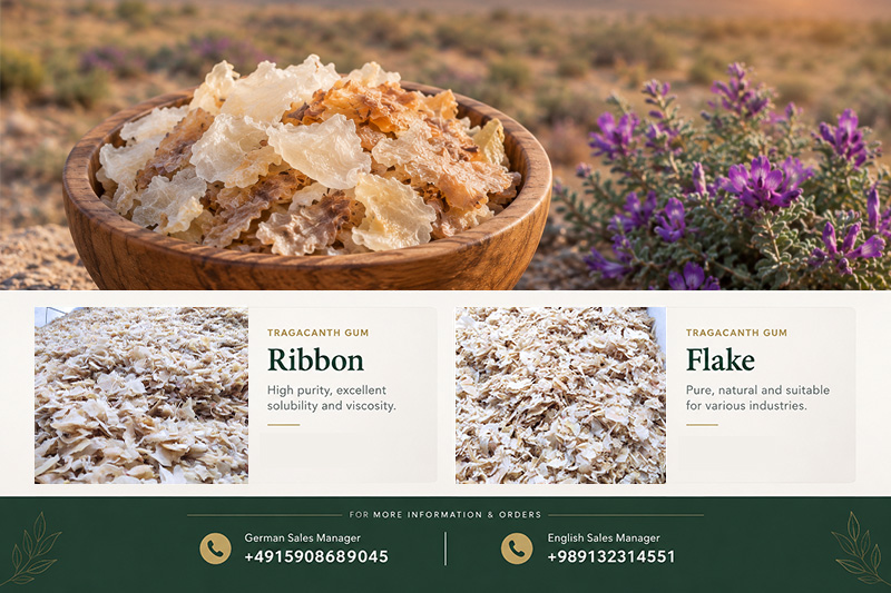 Persian Tragacanth: Export Guide for Germany(+989130358741)