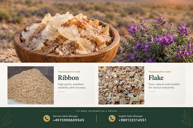 Tragacanth Gum in Germany: Import, Pricing & Suppliers(+989130358741)