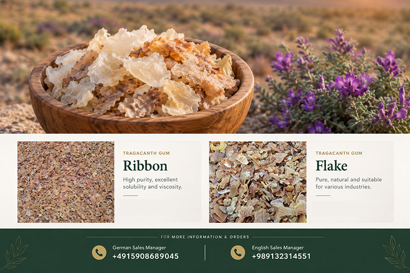 Gum Tragacanth | Pars Ketira(+989130358741)