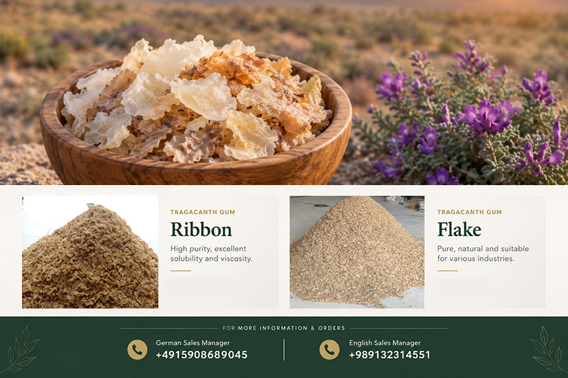 Natural Tragacanth: Quality, Export & Import Guide for Germany(+989130358741)