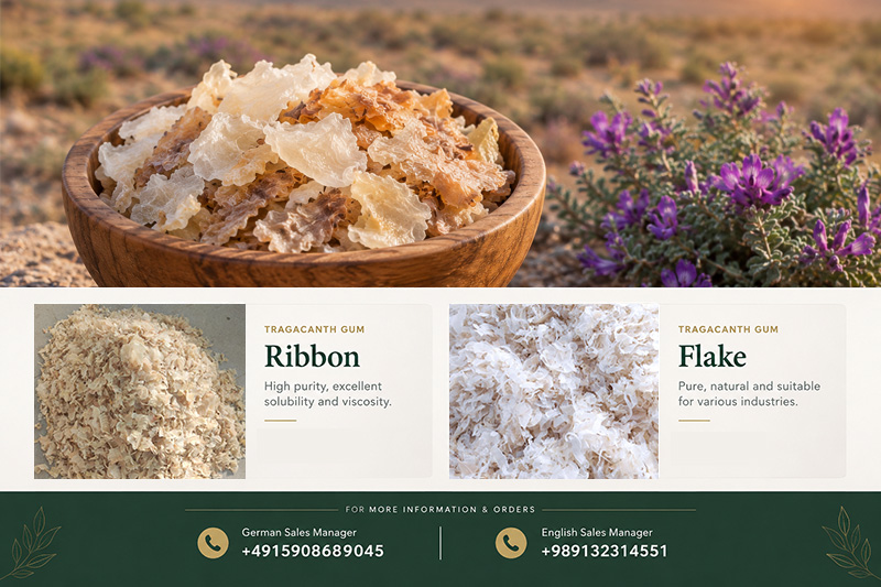 Astragalus Gum Technical Specifications and Quality Assessment(+989130358741)