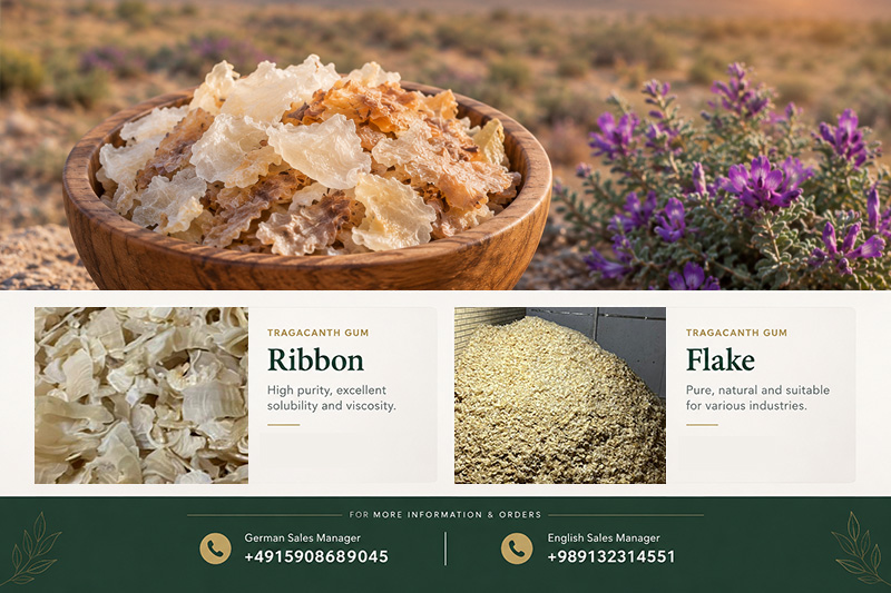 Organic Tragacanth: Applications, Uses & Grade Selection(+989130358741)
